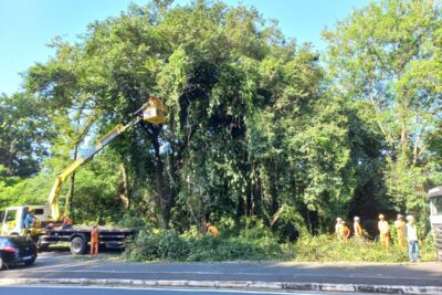 Prefeitura de Pedreira realiza poda e supressão de árvores na Avenida Wanderlei José Vicentini
