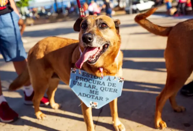 Prefeitura de Amparo castrou mais de 200 pets no mês de março