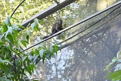 Mata de Santa Genebra divulga a programação da Semana do Meio Ambiente 2023 Entre os destaques estão o Seminário Abelhas Nativas, caminhadas, trilhas, passeio ciclístico, oficinas de argila e Fotógrafos da Natureza