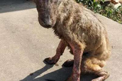 Parceria entre Zoonoses, GCM e Polícia Civil resulta em sentença contra homem acusado de maus-tratos em Artur Nogueira