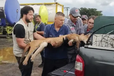 Onça-parda resgatada em Nova Odessa, no último mês, volta à natureza