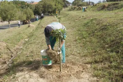 DIA DO MEIO AMBIENTE TERÁ PLANTIO DE ÁRVORES EM JAGUARIÚNA