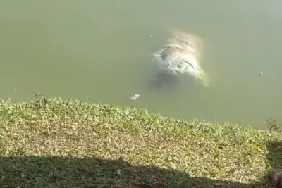 Corpo de mulher é encontrado na Lagoa dos Pássaros em Artur Nogueira