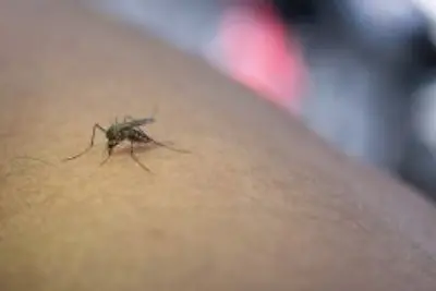 ANVISA Aprova a Vacina QDENGA Contra Todos os Sorotipos da Dengue