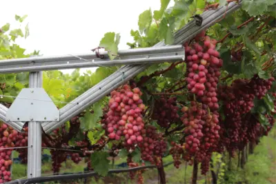 Suporte e proteção de frutas, hortaliças e legumes são destaques da Belgo Arames na Hortitec