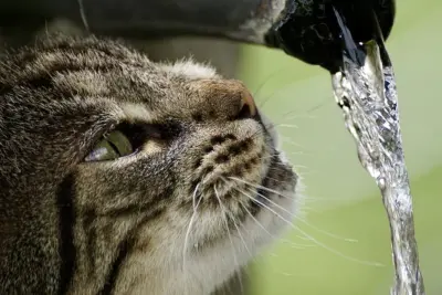 Por que alguns gatos preferem água corrente ao invés de uma tigela cheia?