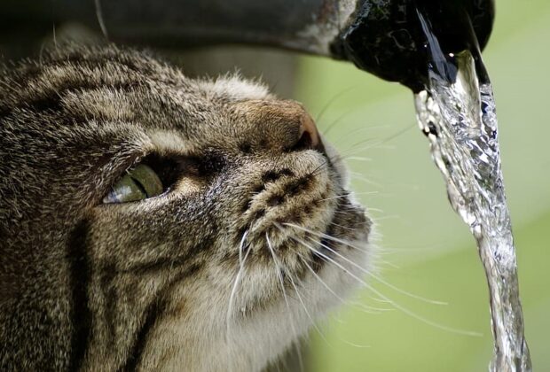Por que alguns gatos preferem água corrente ao invés de uma tigela cheia?