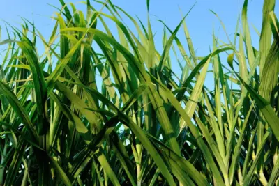 Produção de cana-de-açúcar sofre com estresses hídrico e diminuição da biomassa na cultura