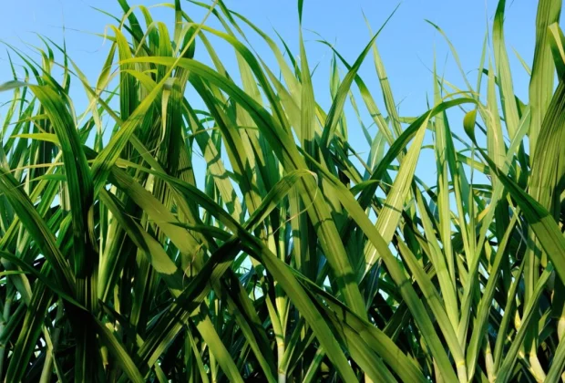 Produção de cana-de-açúcar sofre com estresses hídrico e diminuição da biomassa na cultura