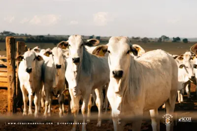 Redução da emissão de gases de efeito estufa é um dos destaques de fazendas visitadas pelo Confina Brasil