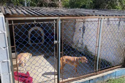 Minha Sorte é Animal: Covabra Supermercados promove feira de adoção pet em Pedreira e doação para Abrigo de Cães da Prefeitura