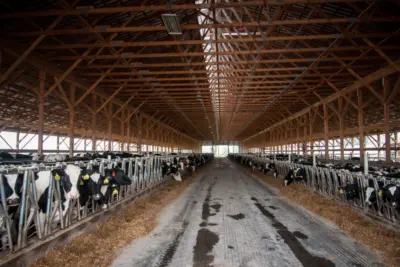 Sanidade e bem-estar de bovinos leiteiros é foco da Vetoquinol Saúde Animal no Agroleite