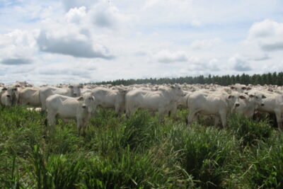 Controle de parasitas internos no período de seca é essencial para sucesso dos rebanhos bovinos