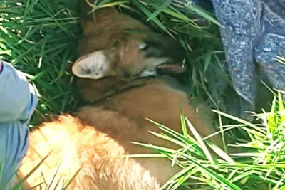 Fêmea de lobo-guará resgatada após atropelamento na rodovia em Jaguariúna morre após cirurgia