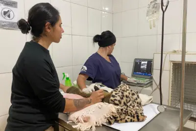 Equipe técnica do Zoobosque de Pedreira realiza manejo de rotina em quatis