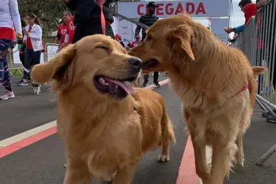 CAMPINAS – Inscrições gratuitas para Cãominhada estarão abertas a partir da próxima segunda, 10