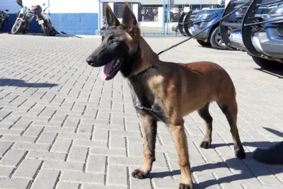 Hunter é o nome escolhido pelos internautas para o filhote da GM