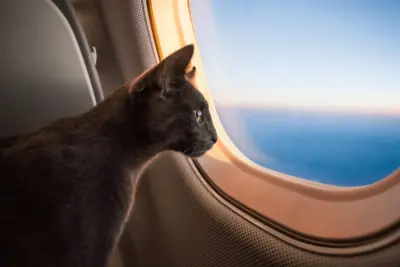 Férias de julho com Pets: dicas para uma viagem segura com cães e gatos