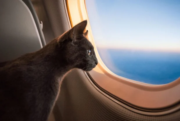 Férias de julho com Pets: dicas para uma viagem segura com cães e gatos