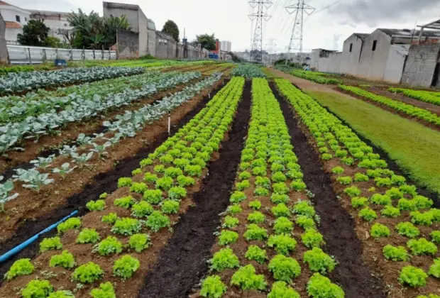 PAA: Lei que promove o fortalecimento da agricultura familiar é sancionada