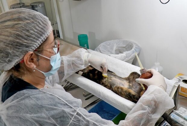 Programa de Castração Animal promove procedimentos em clínica até conclusão de contrato