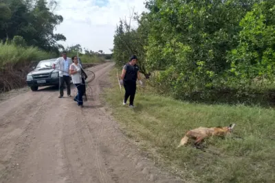 Equipe da Mata Ciliar resgata lobo-guará em fazenda de Mogi-Guaçu