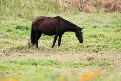 Prefeitura de Pedreira iniciará programa para recolhimento de animais de grande porte