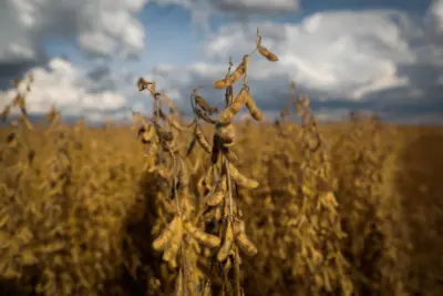 UPL alerta que infestação de insetos pode causar perda de até 30% da colheita de soja brasileira