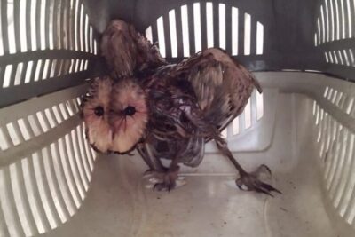 Mata Ciliar recebe coruja suindara resgatada de dentro de um contentor de óleo em uma empresa de Jarinu
