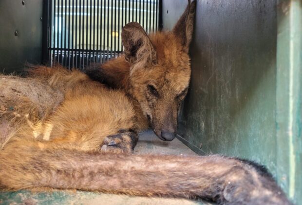 Morre lobo-guará resgatado em propriedade rural de Mogi-Guaçu