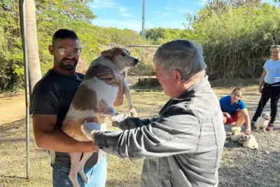 É NESTE SÁBADO Vacinação de cães e gatos quer manter cidade livre da raiva