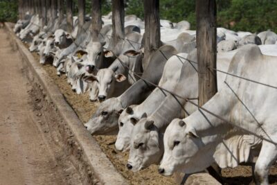 Agronorte lança ração ideal para a manutenção da saúde e produtividade do gado no período de seca