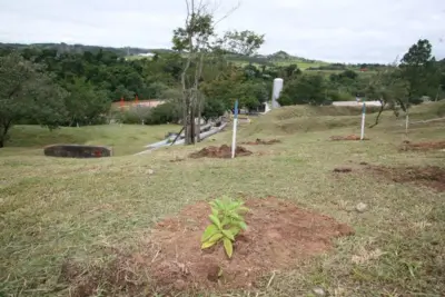 Sanasa celebra Dia da Árvore com plantio de mudas nativas no Parque das Águas