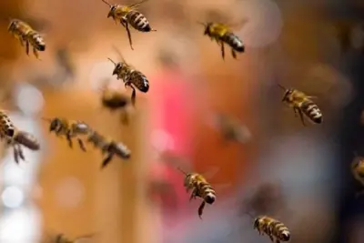 Como agir em ataques de abelhas? Biólogo do CEUB explica as causas das ocorrências e dá dicas de segurança