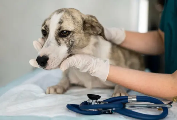 Holambra abre inscrições para mutirão de castração gratuita de cães na próxima segunda-feira