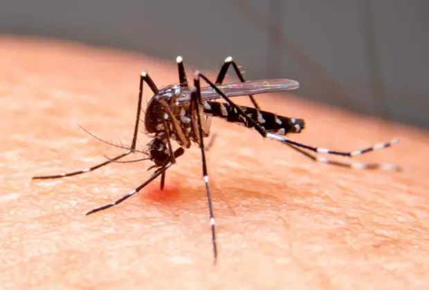 Dengue: cinco regiões da cidade de Mogi Guaçu se encontram em estado de alerta 