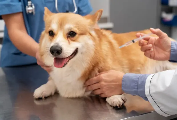 Saúde realiza em outubro mutirão de vacinação contra a raiva em cães e gatos