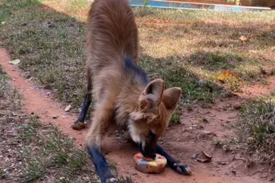 Na última semana, os animais do Zoológico de Mogi Mirim receberam sorvete de fruta para combater o calor