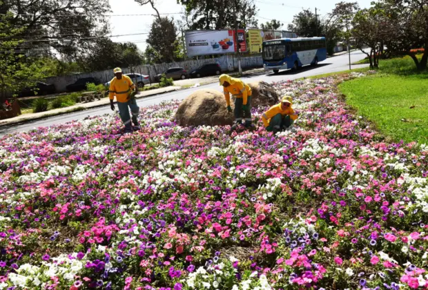 Viveiro Municipal fornece até 80 mil exemplares de flores e plantas ornamentais por mês
