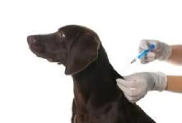 Proteja Seu Melhor Amigo: Vacina Contra a Raiva Animal