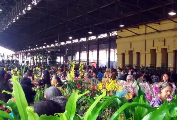 Festival de Orquídeas e Flores é atração na Estação Cultura