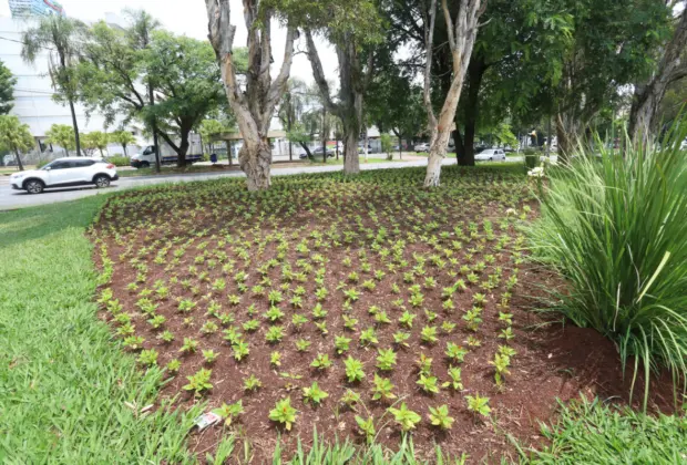 Jardins e canteiros da cidade recebem mais de 25 mil exemplares da celósia plumosa anã