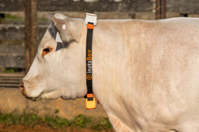 Investimento da Belgo Arames em inovação tecnológica impulsiona monitoramento dos bovinos