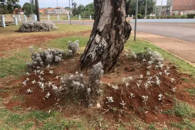 “Beleza, Transformação e Trabalho: A Parceria Entre a Prefeitura e a UNASP”