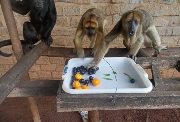 Em Mogi Mirim, a equipe da Mata Ciliar responsável pelo Zoológico Municipal oferta frutas da primavera para bugios