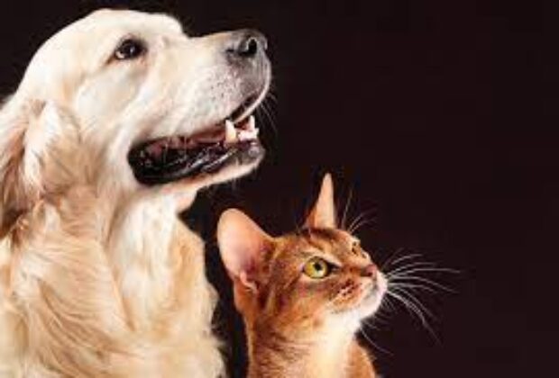 Governo de São Paulo propõe lei para regulamentar comércio e garantir bem-estar de cães e gatos no Estado