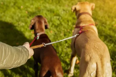 Passeios responsáveis com cães e gatos: veterinário do CEUB dá dicas para garantir a segurança de animais na rua