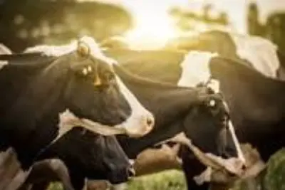 Projeto de SP para reduzir gases de efeito estufa em produção bovina recebe R$ 20 mi