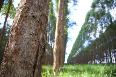 Integração Lavoura-Pecuária-Floresta otimiza o sistema de produção e preserva o meio ambiente