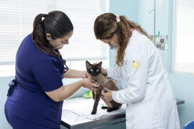 Novembro Azul: cães e gatos também sofrem de diabetes e precisam de cuidados especiais